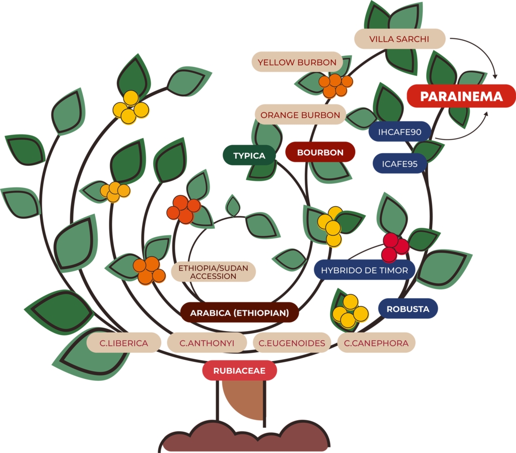 Moka Efti Parainema arbre